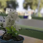 Glykeria Mini Perivolos (Santorini)