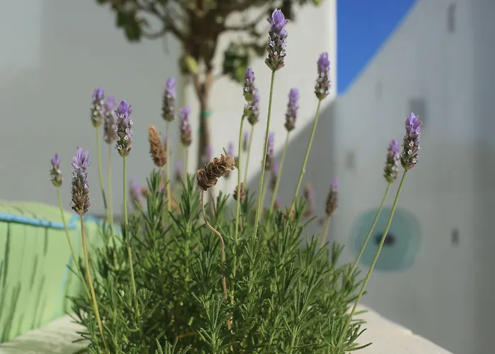 Glykeria Mini 4* Perivolos (Santorini)