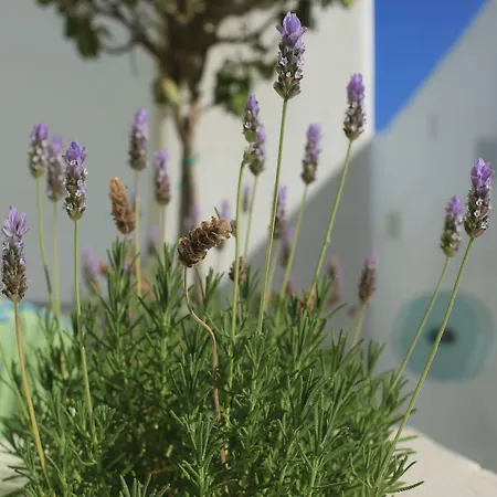 Glykeria Mini 4* Perivolos (Santorini)